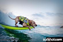 Vote for Kalei she rips!  http://www.animalcenter.org/calendar_contest_surfdog/animal_details.aspx?AID=8
