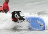 Nani, a Bernese Mountain Dog. Photo: Purina/ Gus Ruelas