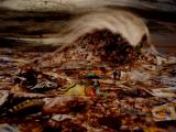 Enviro Surf Series Copyright : Rich Morrison