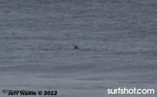 White Shark IB 8 am IB