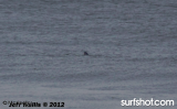 White Shark IB 8 am IB