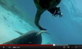 Filmed using the GoPro HD Hero 2 and new Dive Housing