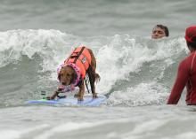 Purina Incredible Surf Dog Competition on Friday June 8th in Ocean Beach