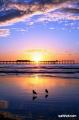 OB Pier sunset with 2 gulls
